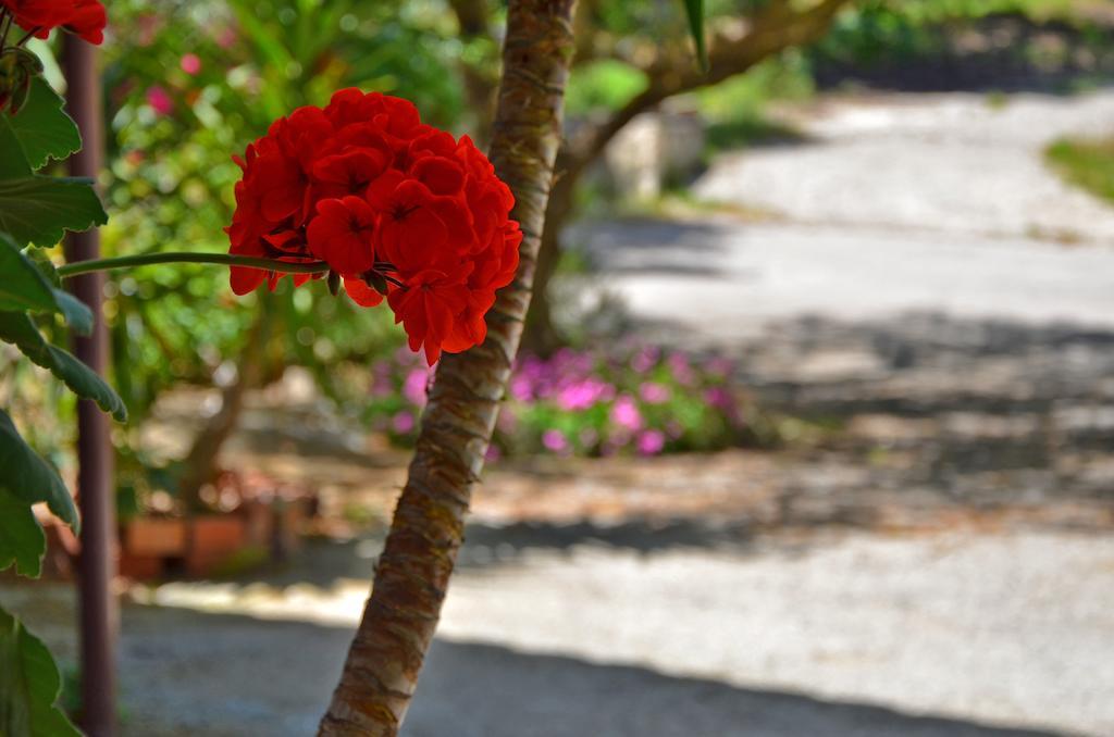 Belvedere Zakynthos Studios Vasilikos  Bagian luar foto
